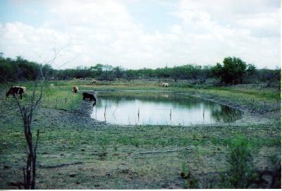 stock tank shared with lanese during drought
