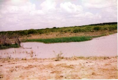 a spot of green at the new stock tank in 500 acres portion of ranch. built in 2003 -- 10,055 cu yards