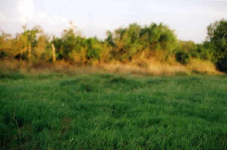 Plenty for the deer to eat